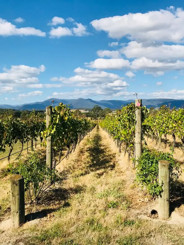 Yarra Valley Wineries Private Tour 4